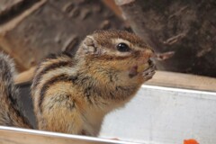 シマリス３