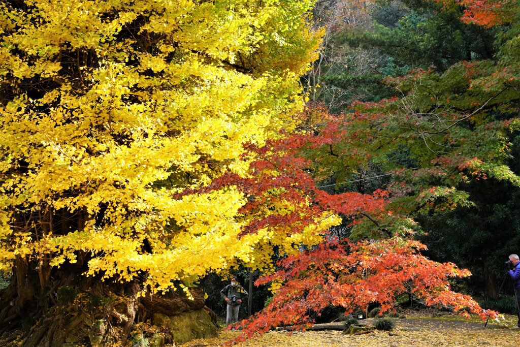 大イチョウとモミジ