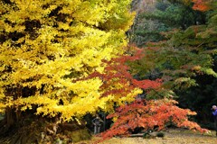 大イチョウとモミジ