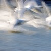白鳥スロー撮影４
