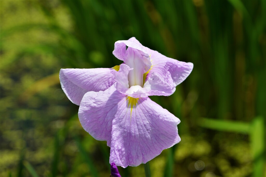花菖蒲６