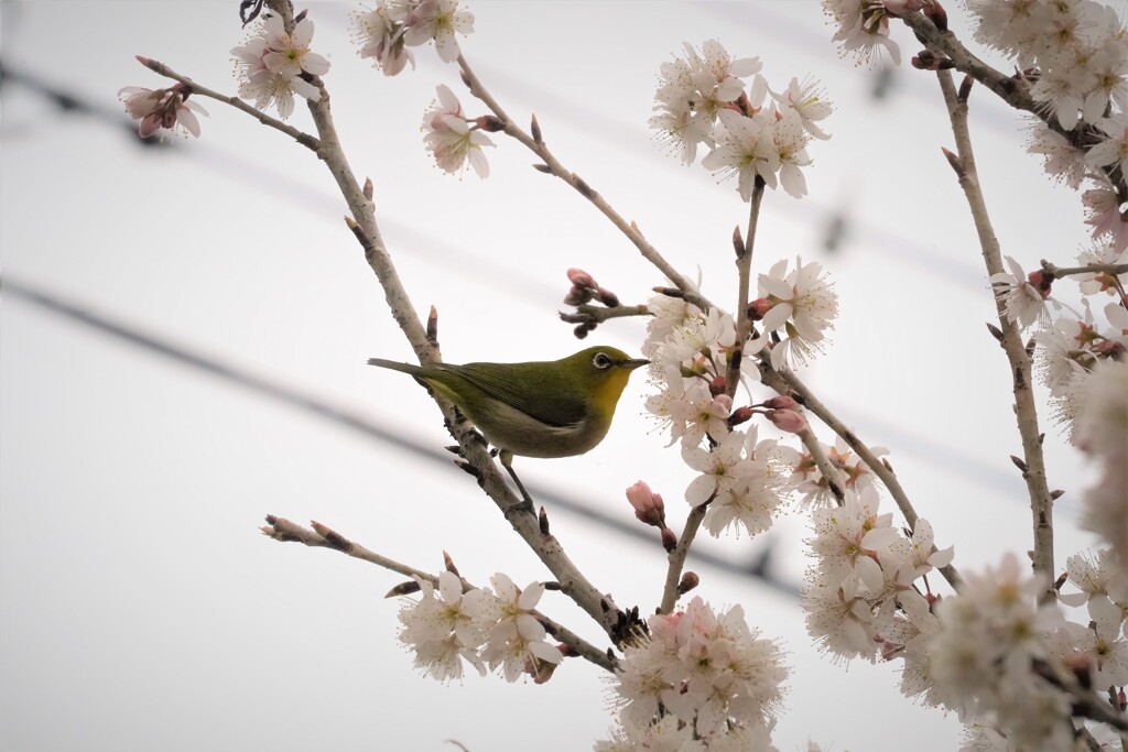 桜の花に夢中