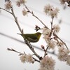 桜の花に夢中