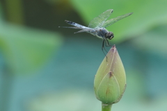蓮の蕾で一休み