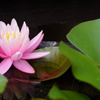 朝咲いた睡蓮