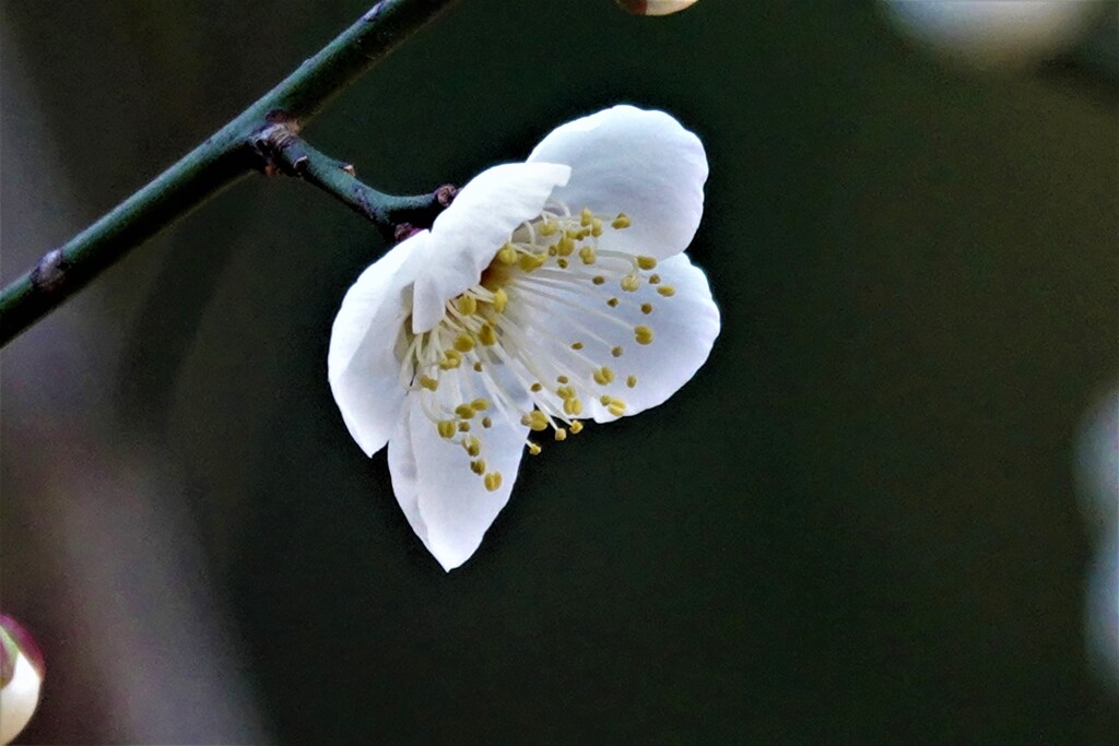 白梅一輪