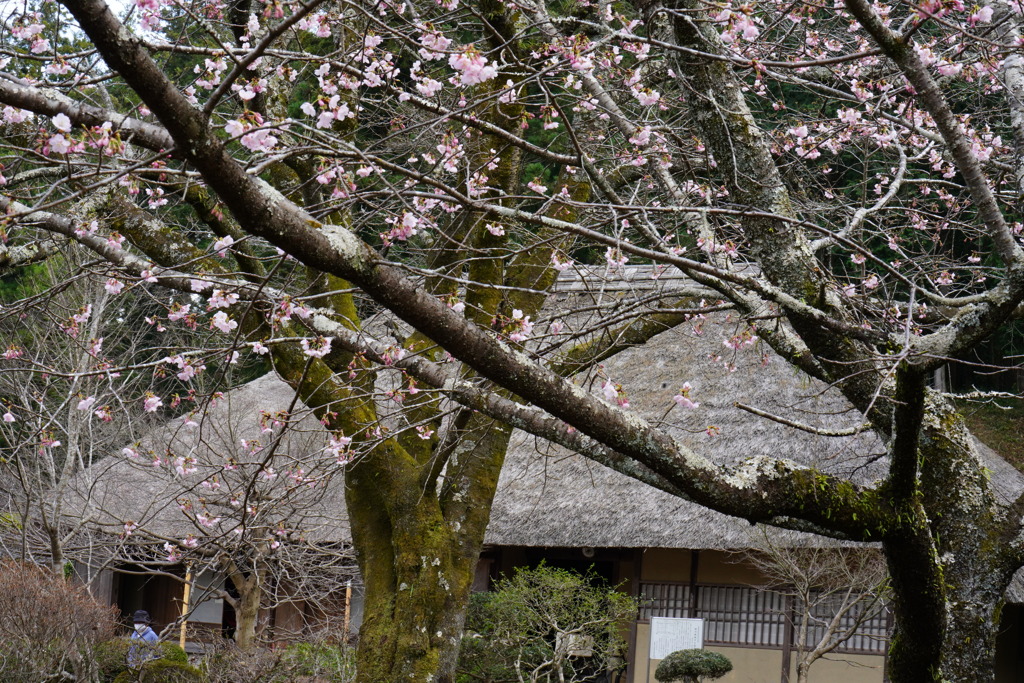 故郷にも春が・・・