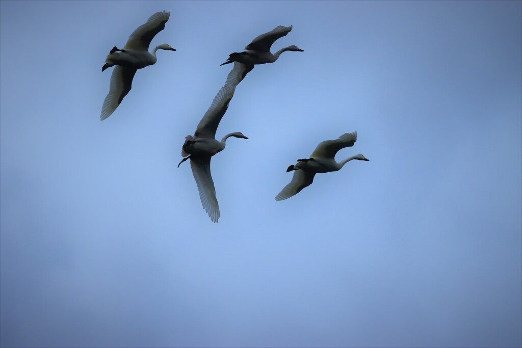 空を飛ぶ白鳥