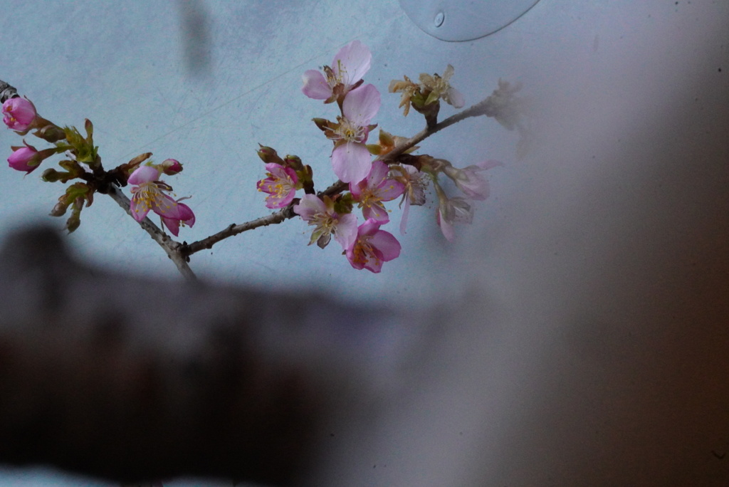 河津桜が咲き始める