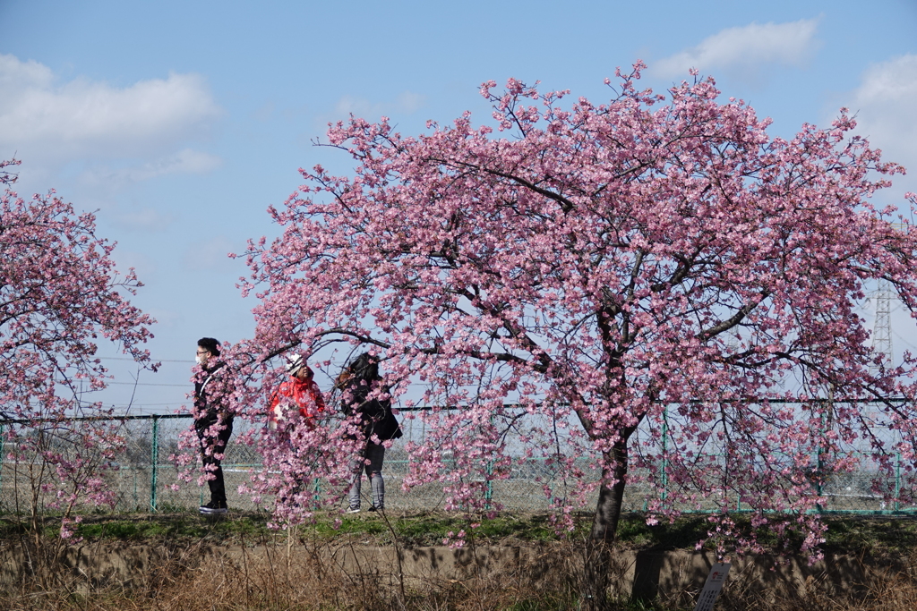 花見