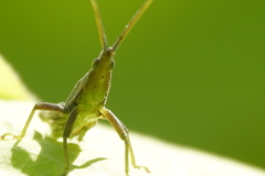 おめぇ～だれだぁ