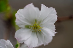 十月桜の白い花