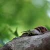 カタツムリ