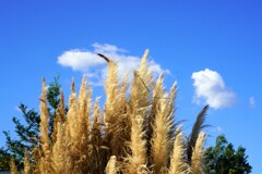 ススキと青空