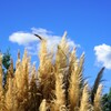 ススキと青空