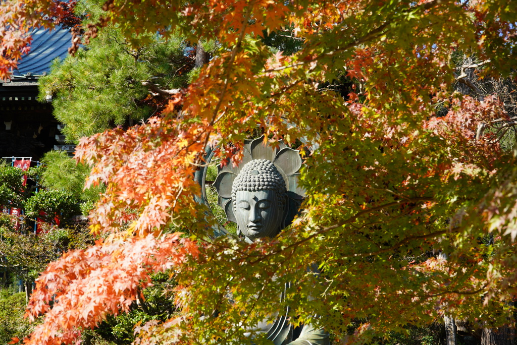 モミジに囲まれて