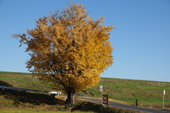 ポツンとイチョウ