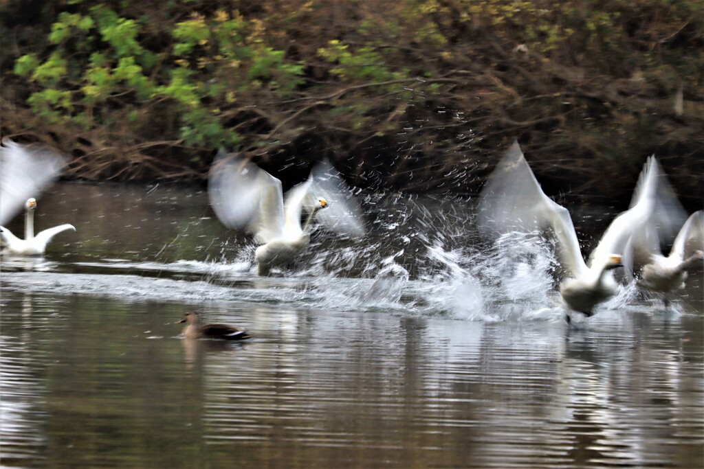 飛び立つ瞬間３
