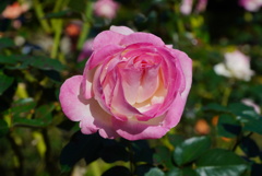 秋薔薇