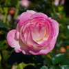 秋薔薇