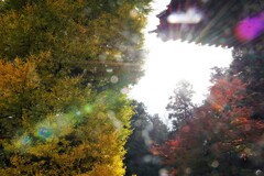 日差しのシャワー