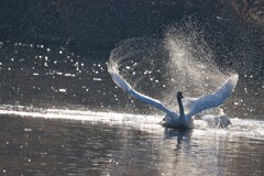 飛沫（白鳥）