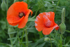 ポピー２花