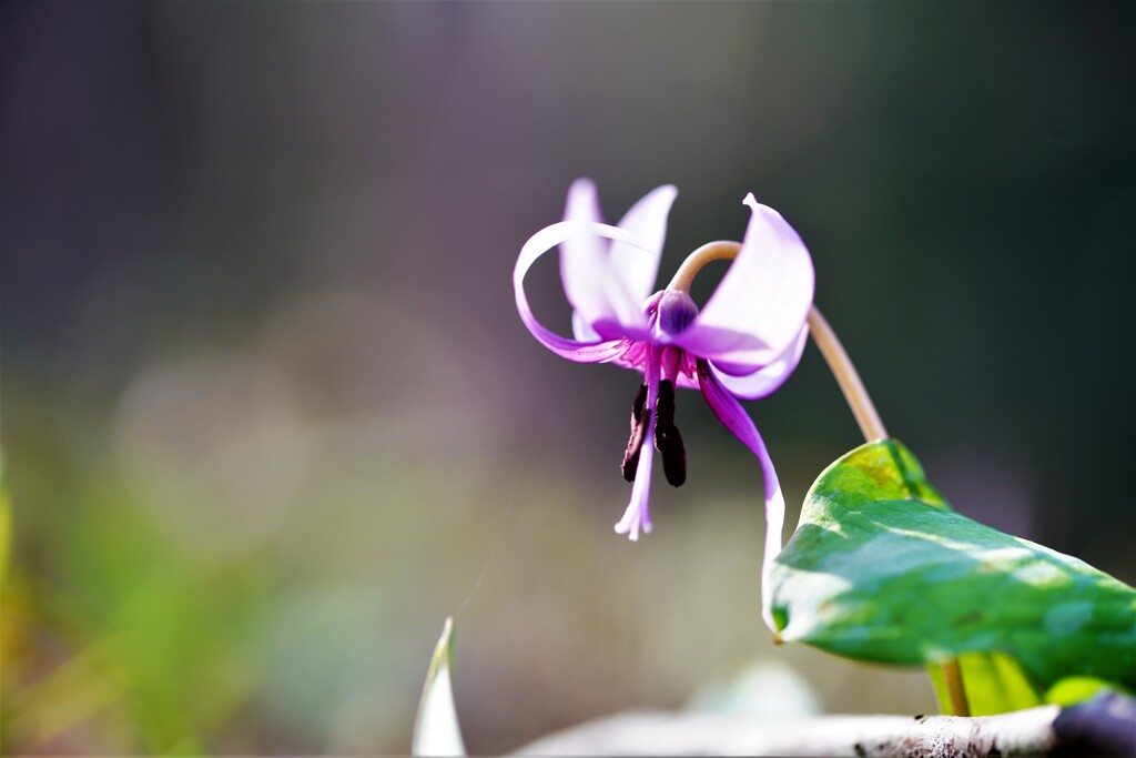 カタクリの花