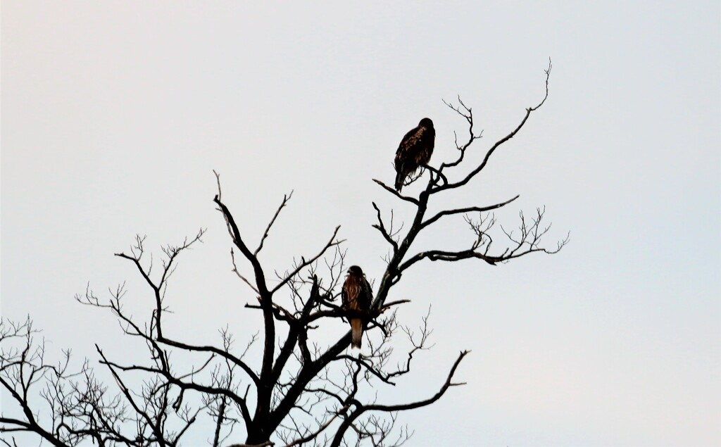 高い木の上で見張り