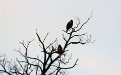 高い木の上で見張り