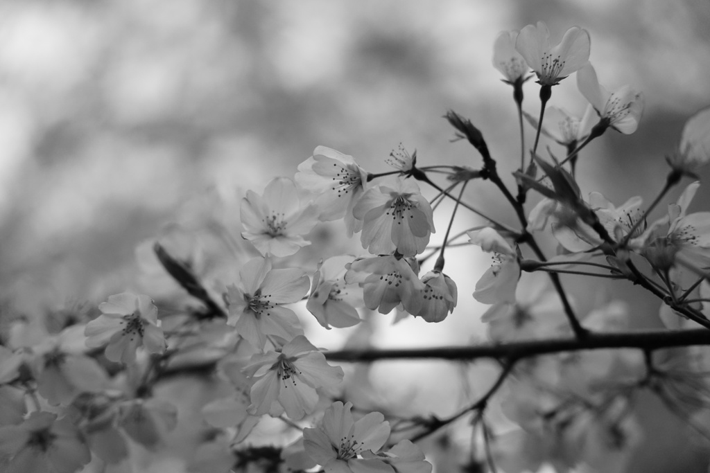 今年は色が無い？