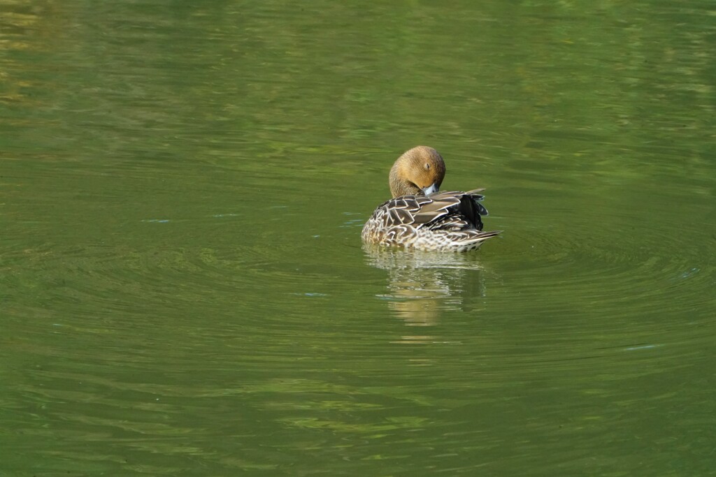 広い湖にポツンと