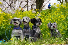 ワンコの記念撮影