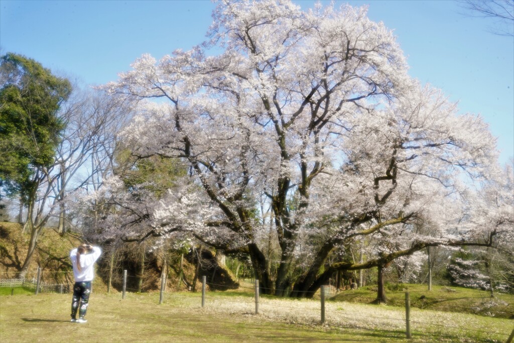 エドヒガン桜６