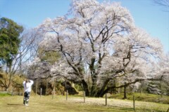 エドヒガン桜６