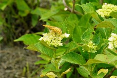 紫陽花の上に