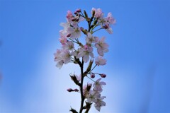 桜一輪