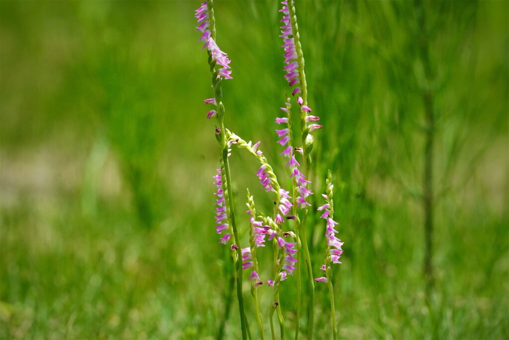 ネジバナ、咲いてる