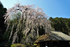 古民家と桜３