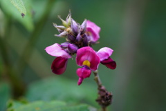 葛の花