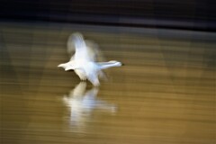 白鳥スロー撮影
