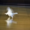 白鳥スロー撮影