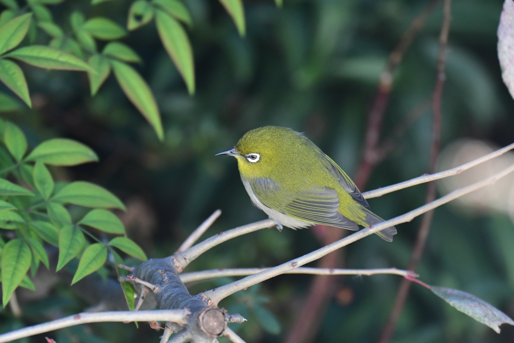 庭で飛び回るメジロ