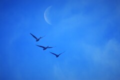 月と白鳥