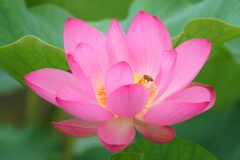 蓮にミツバチ
