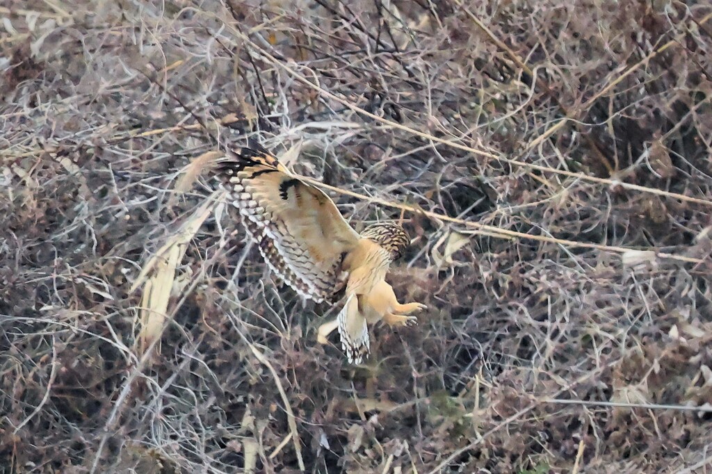 エサを見つけたか