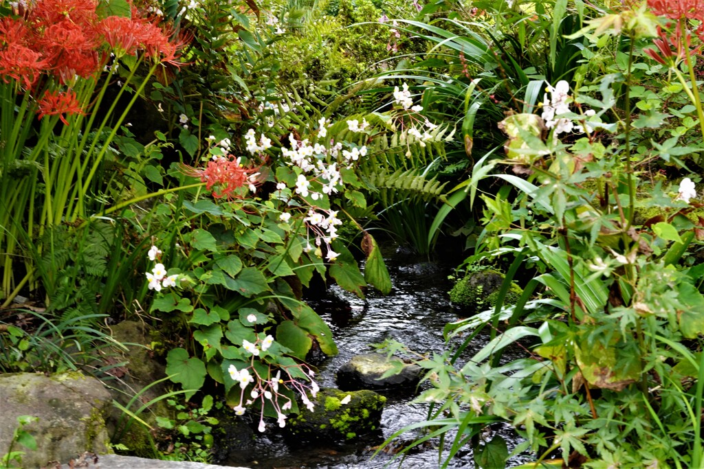 小川の花