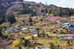 花桃の郷