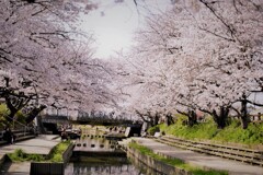 荒川の桜