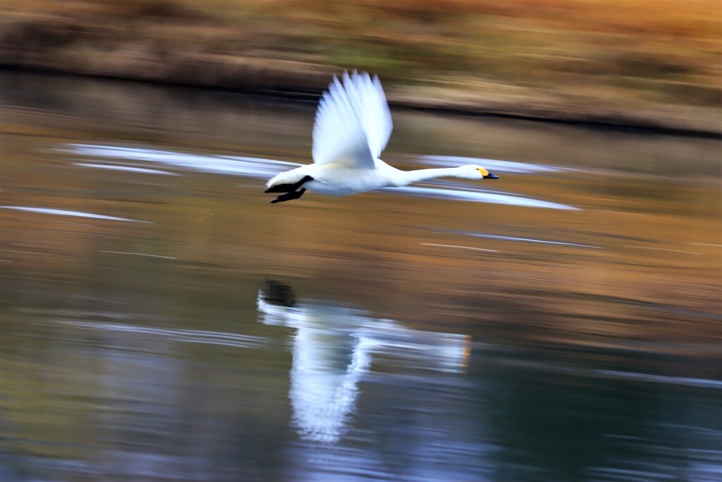 白鳥の流し撮り